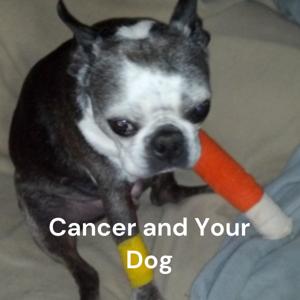 Cancer and Your Dog - What You Should Know - What You Can Do