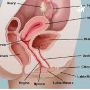 Reproductive System Podcast