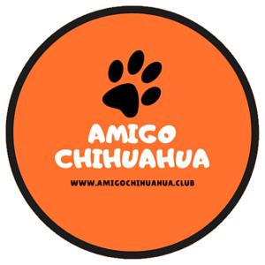 Amigo Chihuahua
