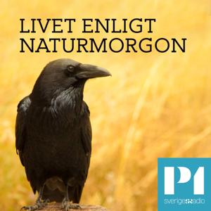 Livet enligt Naturmorgon by Sveriges Radio
