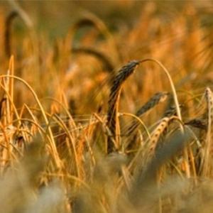 Spectrum Commodities Wheat & Cattle Markets Analysis by Louise Gartner