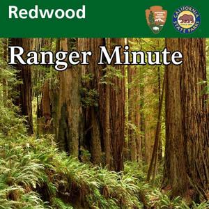 Redwood Ranger Minute