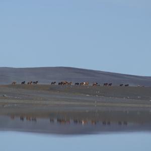 Icelandic horse podcast