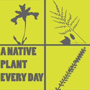 A Native Plant Every Day by Pinelands Nursery