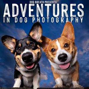 Adventures in Dog Photography