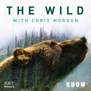 The Wild with Chris Morgan by KUOW News and Information