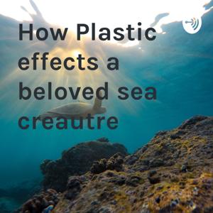 How Plastic Effects our Oceans