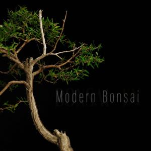 Modern Bonsai by Bonsai-En