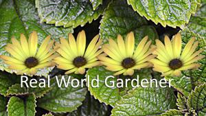 Real World Gardener-Horticulture, Gardening, Learning to Grow