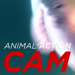 Animal Action Cam (HD)