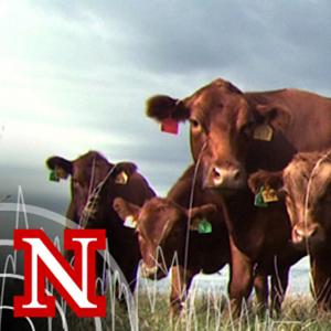 UNL BeefWatch by University of Nebraska-Lincoln